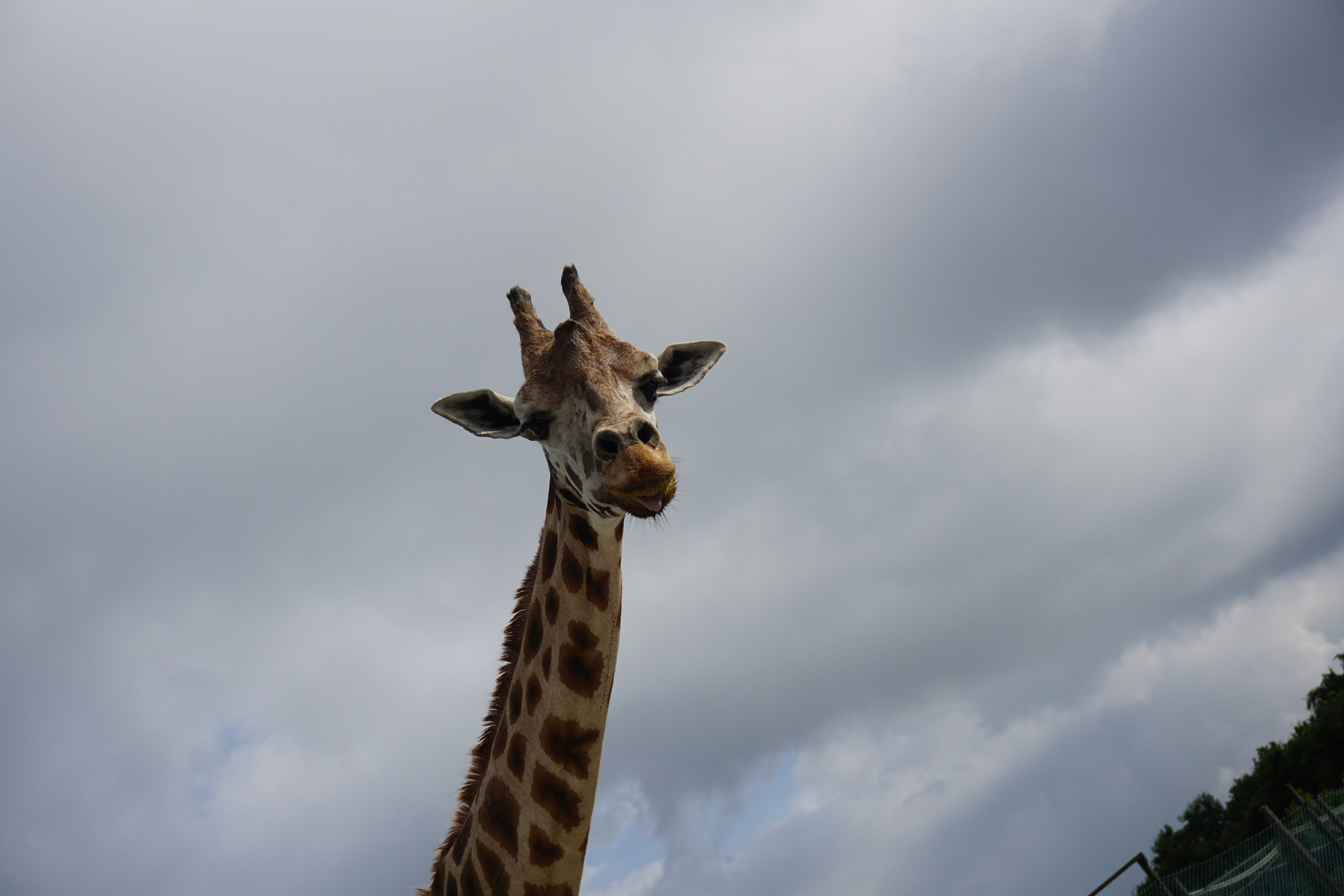 giraffe under white skies